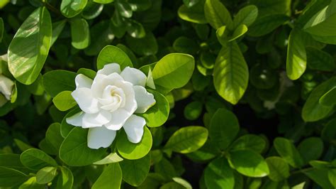 gardenias flower meaning|does garcia mean flower.